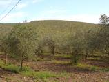 Alghero Zirra 45 ettari in Vendita